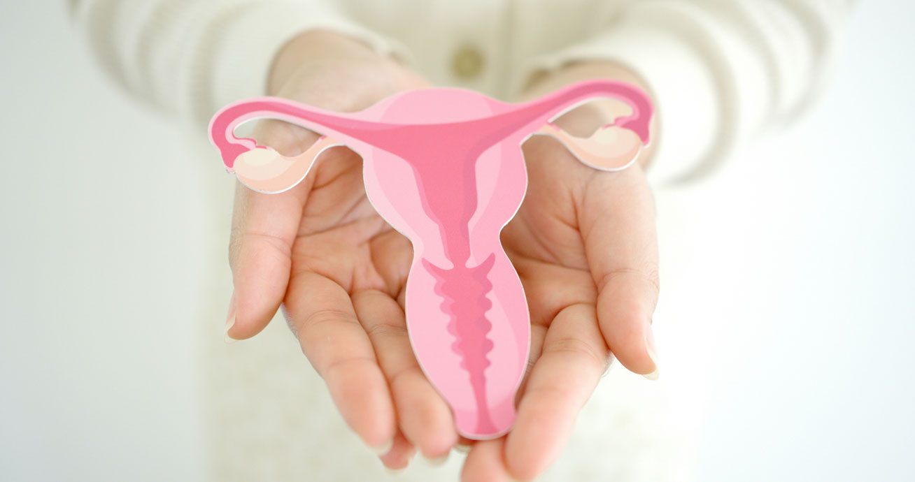 Hands-holding-pink-uterus-illustration-model