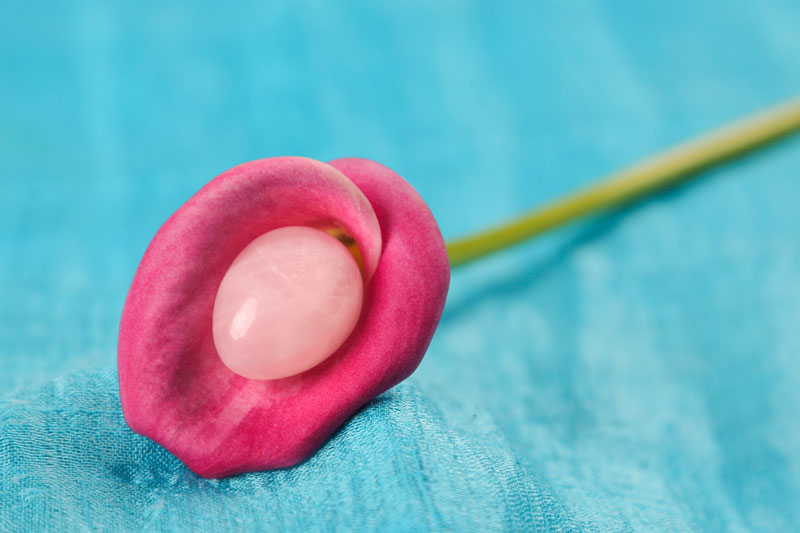 pink-flower-bud-on-a-stem-against-a-blue-background